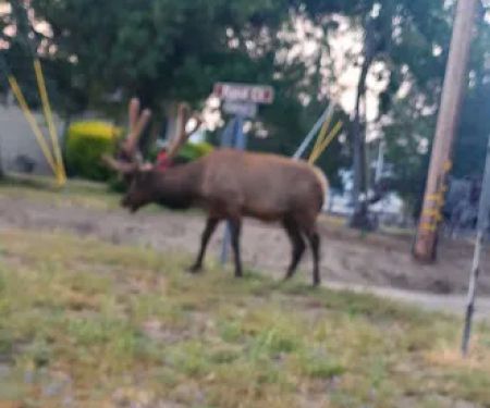 BVS Water Canyon Campground