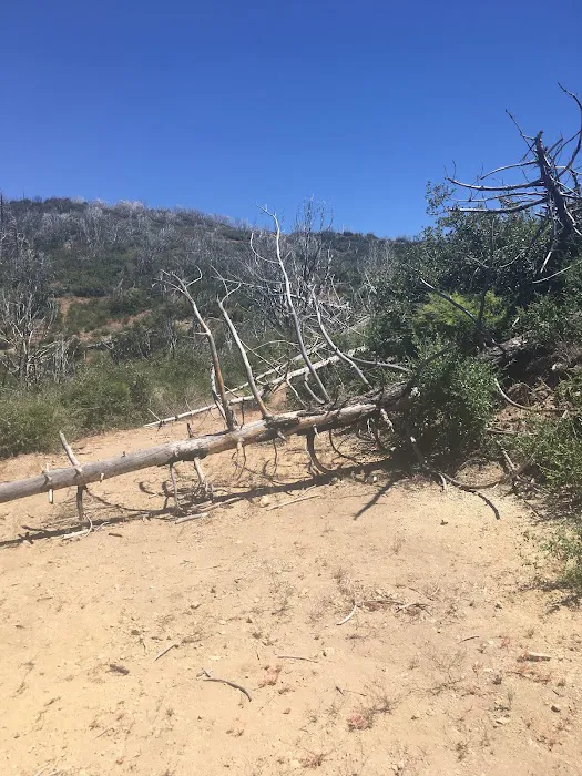 Big Buck Campground Picture 9