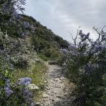 Fall Creek Trail Camp