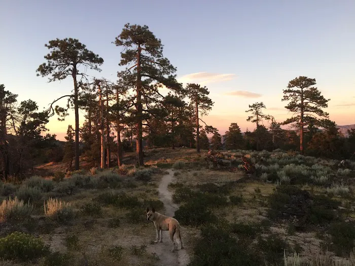 Horse Flats Campground Picture 2