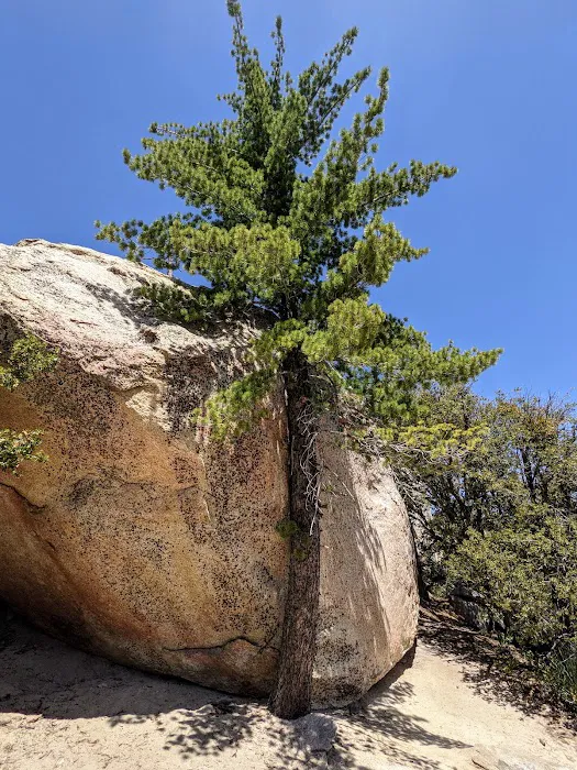 Horse Flats Campground Picture 10