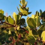 Bandido Group Campground