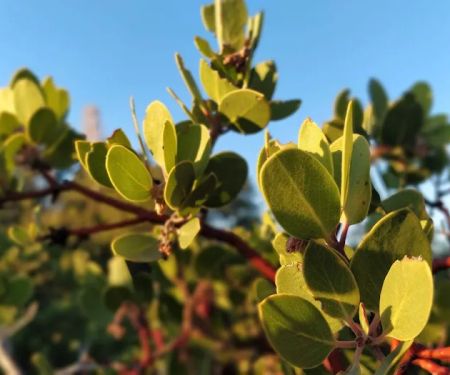 Bandido Group Campground