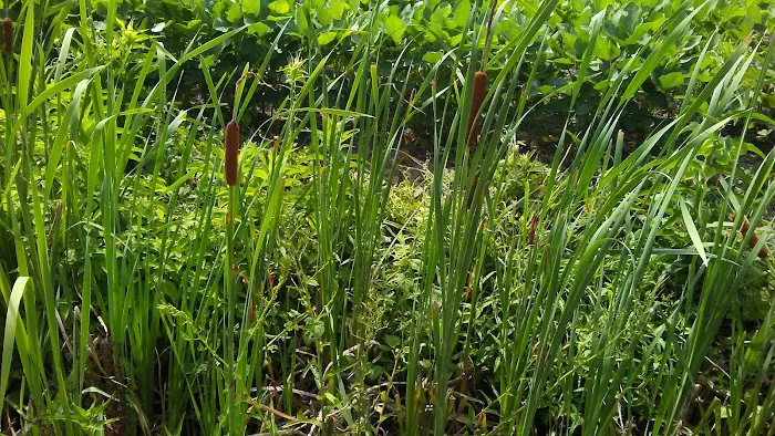 The Oriental RV Park Picture 1