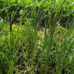 The Oriental RV Park