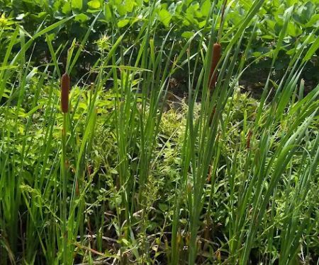 The Oriental RV Park