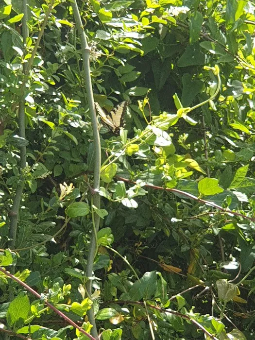 Hill's Mobile Homes & Apartments Picture 5