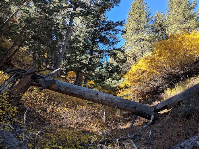 Blue Ridge Campground Picture 8