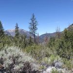 Cabin Flat Trail Camp