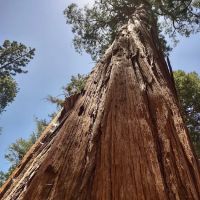 Buckhorn Campground ico