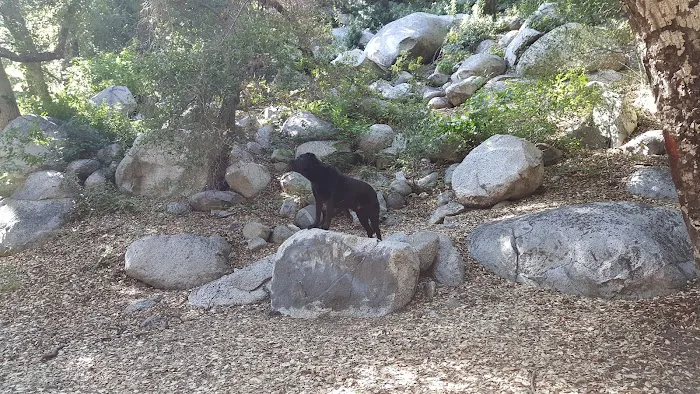 Bear Campground Picture 4