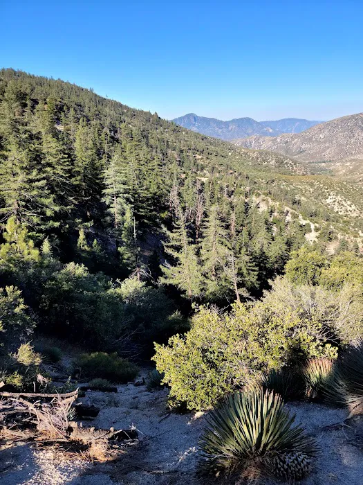 Chilao Campground Picture 9