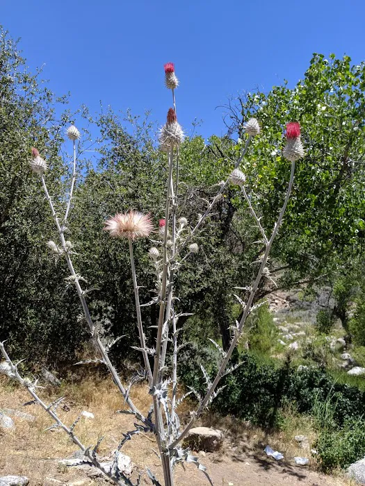 Lane Ranch Campground Picture 7