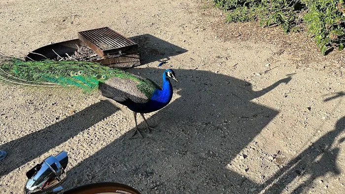 Tapo Canyon Campground Picture 10