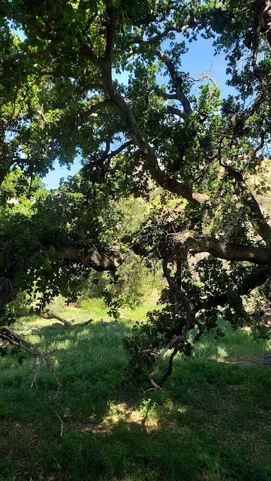 Tapo Canyon Campground Picture 3