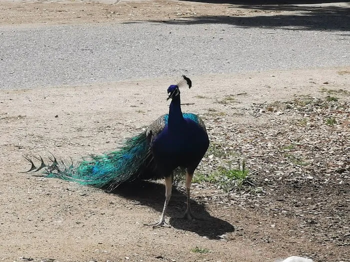 Tapo Canyon Campground Picture 4