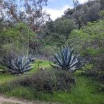 Gould Mesa Trail Camp