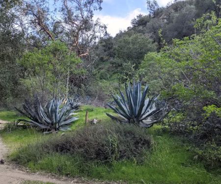 Gould Mesa Trail Camp