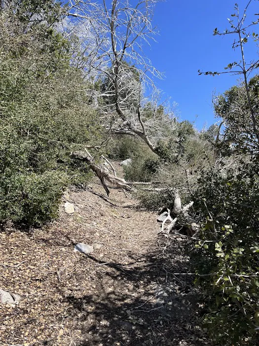 Mt Lowe Trail Camp Picture 3