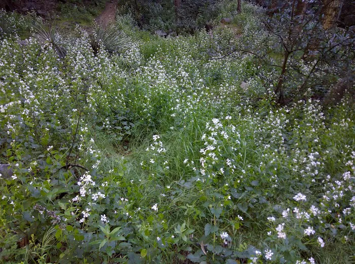 Devore Trail Camp Picture 5