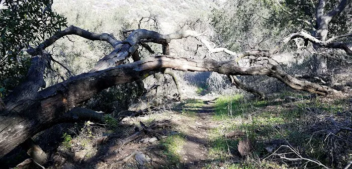 Musch Trail Camp - Topanga State Park Picture 10