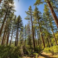 Lupine Campground ico
