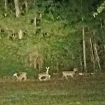 Reid Acres Mobile Home Park