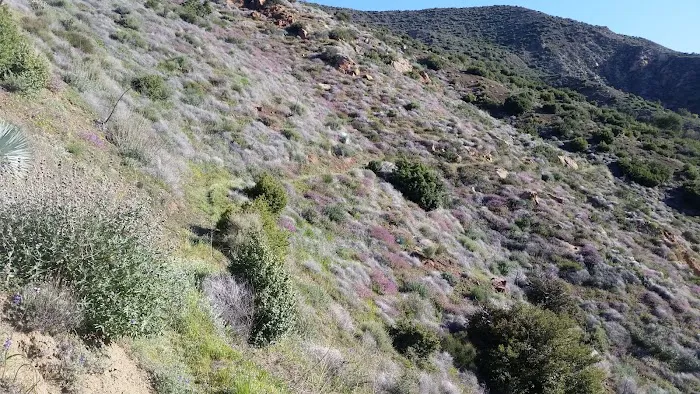 Sespe Camp Picture 4