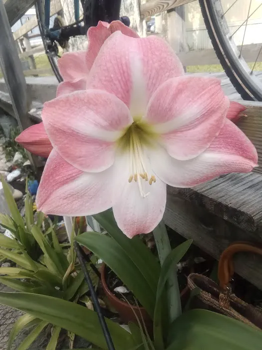 Atlantic Mobile home park Picture 1