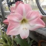 Atlantic Mobile home park