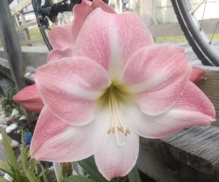 Atlantic Mobile home park