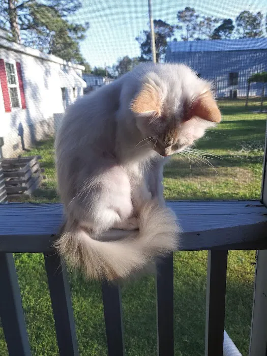 Dutch Treat Mobile Home Park Picture 7