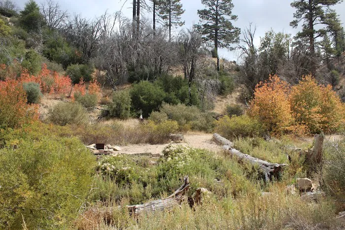 Little Mutau Campground Picture 3
