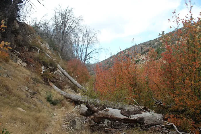 Little Mutau Campground Picture 1