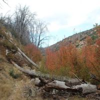 Little Mutau Campground ico