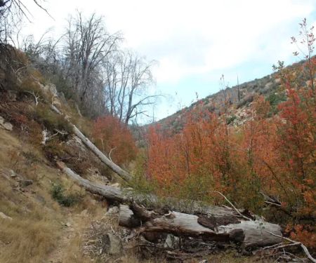 Little Mutau Campground