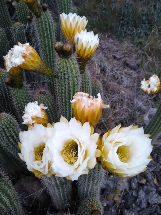 Kenney Grove Park Picture 4