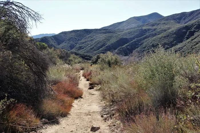 Sespe Hot Springs Palm Camp Picture 2