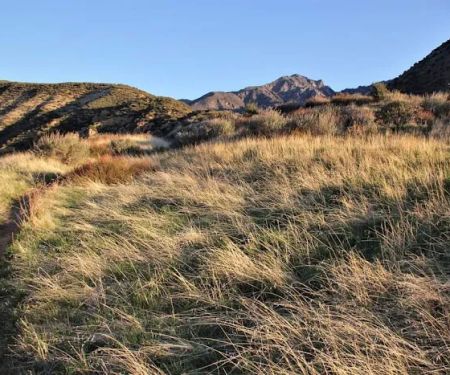 Sespe Hot Springs Palm Camp