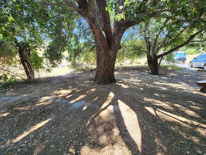 Malibu Creek State Park Campground Picture 4