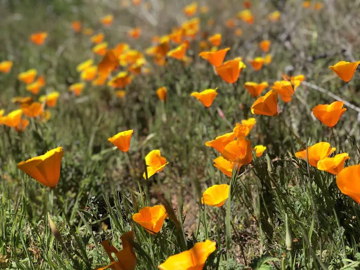 Last Chance Trail Picture 1