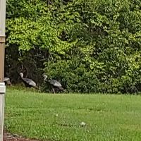 Turtle Cove mobile home park ico