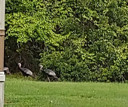 Turtle Cove mobile home park