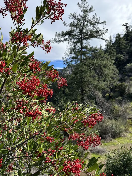 Big Cone Campground Picture 6
