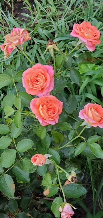 Lillipad Acres Mobile Home Park Picture 1