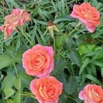 Lillipad Acres Mobile Home Park