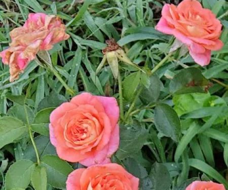 Lillipad Acres Mobile Home Park