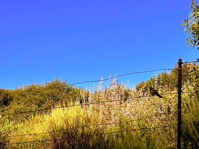Leo Carillo Campground Picture 4