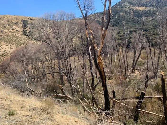 Middle Lion Campground Picture 2