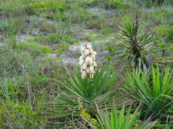 Indian Summer RV Park Picture 7